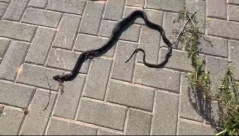  فيديو: العثور على ثعبان ضخم "عربيد" في مقبرة طاسو بيافا