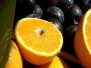 مخاطر الذباب "أكثر مما تتصور"