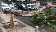 بالصور: سقوط أشجار في مدينة يافا بسبب الرياح العاصفة
