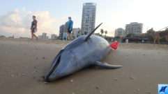  صورة: البحر يقذف بجثة دولفين جنوب شاطئ الجبلية بمدينة يافا 
