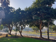 فيديو: شجرة الجميز شاهدة على تاريخ وماضي يافا العريق 