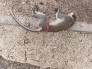 العثور على القرد الذي شوهد بين الرملة واللد ميتًا بعد 4 أيام من المطاردة