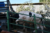  فيديو: 30 عجلاً حصيلة أضاحي مدينة يافا لعيد الأضحى المبارك وتنفيذ المرحلة الأولى