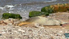 غادرت الشاطئ لساعات ثم عادت .. معلومات جديدة عن الفقمة "يوليا"