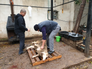 فيديو: خدمة لأهالي يافا - جمعية يافا مستمرة في مشروع إحياء سنة العقائق والنذور