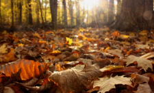 راصد جوي: أجواء خريفية تسود البلاد طيلة الأسبوع الحالي