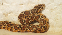 فيديو: العثور على أفعى فلسطين السامة في حي الجواريش بمدينة الرملة