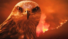 حذر منه الرسول.. تعرف على "الطائر الشرير" المُسبب الأكبر لحرائق أستراليا