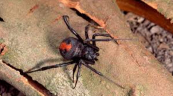 بعد الحرائق والفيضانات.. (عناكب) مميتة تنتشر في أستراليا