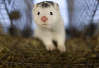 اسرائيليون جاؤوا من الخارج مصابون بفيروس كورونا من نوع جديد وشديد