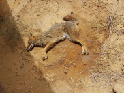 بالفيديو: نفوق أحد الثعالب داخل مقبرة طاسو بمدينة يافا 