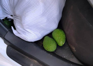  السجن حتّى 3 سنوات لمن يسرق "الافوكادو"