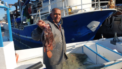 فيديو: احذروا هذه السمكة القاتلة 