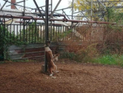 لائحة اتهام ضد 3 شبان من النقب شنقوا وسمموا 5 كلاب وسرقوا مواشي