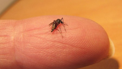 صورة: وزارة حماية البيئة تحذّر من بعوض خطير