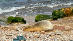 بعد حوالي عام من زيارتها شواطئ يافا .. ظهور الفقمة يوليا جنوب لبنان