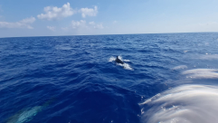 فيديو: الدلافين تزور شاطئ يافا وتقدم عروضاً رائعة أمام الصيادين