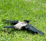 وزارة الصحة: 31 حالة وفاة بحمّى غرب النيل في البلاد