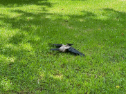  في الحر الشديد .. وعاء الرحمة للطيور خارج البيت عسى الله أن يرحمنا 