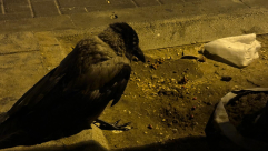 احذروا .. الغراب يحمل عدوى حمى غرب النيل 