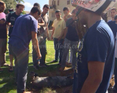 بالصور: سقوط شظايا وأجزاء من صواريخ المقاومة على حيي العجمي والجبلية بيافا 