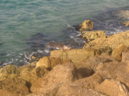 بالفيديو: ظهور سلحفاة ضخمة على الشاطئ مقابل مسجد البحر في يافا 