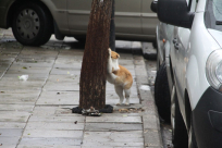 القطط وتمارين الصباح تصوير محمود عبيد