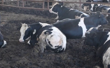  هل سترتفع أسعار اللحوم نتيجة تفشي مرض الحمى القلاعية ؟!