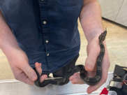 اعتقال شاب في مطار اللد حاول تهريب سحالي وثعبان 