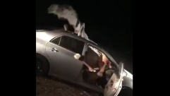 بالفيديو: حادث سير غريب - تصادم بين سيارة وجمل!