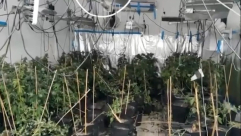 الرملة: الشرطة تضبط مختبراً لزراعة المخدرات 