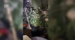 الشرطة: ضبط مختبر لتنمية المخدرات في مدينة اللد