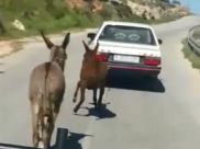   فيديو: اعتقال سائق ربط حمارا بحبل في سيارته وجرّه