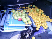  اعتقال 7 أشخاص من اللد والرملة بشبهة سرقة فواكه