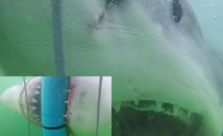 فيديو: قرش مفترس يحاول الوصول لفتاتين