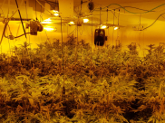 فيديو: ضبط مختبر لتنمية وترويج المخدرات في مدينة الرملة 