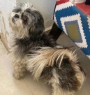 سيدة تعرض مكافأة مالية لمن يعثر على كلبتها الضائع 