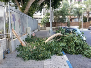 فيديو: سقوط أجزاء من شجرة ضخمة بجوار روضة أطفال بيافا