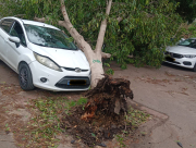 يافا: سقوط شجرة على مركبة دون اصابات
