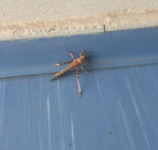 مواطن يرصد وصول الجراد إلى يافا بعد تحذير وزارة الزراعة 