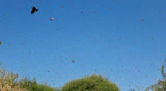 فيديو: أسراب من النحل في مقبرة طاسو بمدينة يافا 