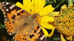 شوهدت في يافا - ملايين الفراشات تملأ سماء البلاد