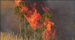 قمة إقليمية طارئة بشأن حرائق الأمازون