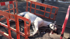   فيديو: اصابة طفل "10 سنوات" ونفوق حصان بحادث دهس في مدينة يافا