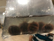 ضبط عصافير، جراء وأسماك في حقائب مسافرين في مطار بن غوريون