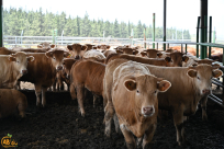 تمديد فترة الاشتراك بمشروع الأضاحي حتى مساء الثلاثاء المقبل .. سارعوا بالاشتراك