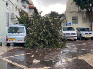 بسبب قوّة الرياح - سقوط شجرة كبيرة على مركبة في يافا 