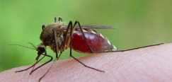 لماذا يلسع البعوض أناسا دون غيرهم؟