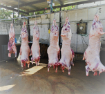  جمعية يافا - عنوانكم لإحياء سنة العقائق والنذور