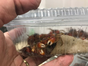 ضبط ارسالية في مطار اللد تحوي 13000 حيوان مائي ممنوع